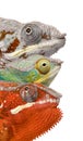 Colorful Chameleon in front of white background