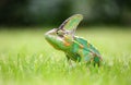 Colorful chameleon in the green grass Royalty Free Stock Photo
