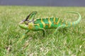 Colorful chameleon in the green grass Royalty Free Stock Photo