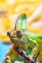 The colorful Chameleon II Royalty Free Stock Photo