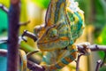 The colorful Chameleon III Royalty Free Stock Photo