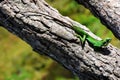 Colorful chameleon, National Park Horton Plains