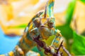 The colorful Chameleon Royalty Free Stock Photo