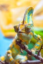 The colorful Chameleon I Royalty Free Stock Photo