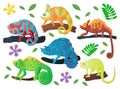 Colorful Chameleon set. Vector illustration, cartoon style. Jungle reptiles Royalty Free Stock Photo