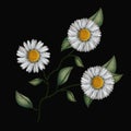 Colorful chamomile flowers plant set embroidery in black background Royalty Free Stock Photo