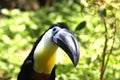 Colorful channel-billed toucan, Ramphastos vitellinus