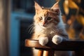 Colorful charm Young kitten showcases stunning blue eyes, red white fur Royalty Free Stock Photo