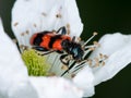 Colorful checkered beetle sitting in a flower Royalty Free Stock Photo