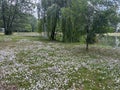 colorful cheerful daisies bloom in the meadow in summer