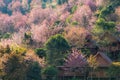 Colorful cheery blossom forest. Royalty Free Stock Photo