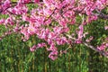 Colorful cheery blossom trees Royalty Free Stock Photo