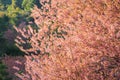 Colorful cheery blossom trees