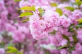 Colorful cherry blossom flower in full bloom in National Mall, Washington DC in spring