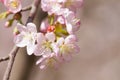 Colorful Cherry Blossoming Sacura Royalty Free Stock Photo