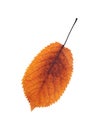 Colorful cherry leaf autumn symbol