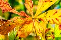 Colorful chestnut leaf in fall