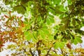 Colorful chestnut leaves over the sky