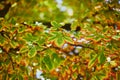 Colorful chestnut leaves over the sky on a beautiful fall day