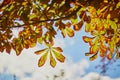 Colorful chestnut leaves over the sky on a beautiful fall day