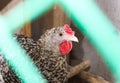 Colorful chicken behind a net in the chicken coop close-up Royalty Free Stock Photo