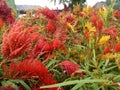 Colorful chicken comb flowers in a flower garden