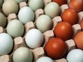 Colorful chicken eggs Royalty Free Stock Photo