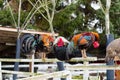 Colorful chickens on the fence at petting zoon on country farm market. Royalty Free Stock Photo