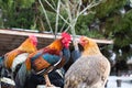 Colorful chickens on the fence at petting zoon on country farm market. Royalty Free Stock Photo