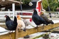 Colorful chickens on the fence at petting zoon on country farm market. Royalty Free Stock Photo