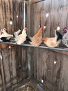 Colorful chickens sitting in their roost