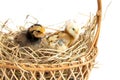 Colorful chicks group on a pile of straw in a basket.