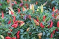 Colorful Chili paper and ripe on tree.Capsicum Frutescens tree.Tabasco pepper