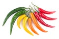 Colorful chili peppers Royalty Free Stock Photo