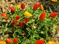 Colorful chili plant in the park Royalty Free Stock Photo