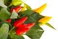 Colorful chilli pepper