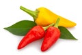 Colorful chilli pepper