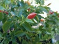 Colorful chilli peppers