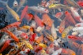 Colorful chinese carp fish in the lake