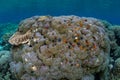 Colorful Christmas Tree Worms and Coral Royalty Free Stock Photo