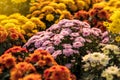 Colorful Chrysanthemum Bouquet Group.