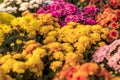 Colorful Chrysanthemum Bouquet Group.