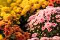 Colorful Chrysanthemum Bouquet Group.