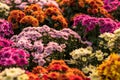 Colorful Chrysanthemum Bouquet Group