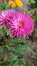 Colorful Chrysanthemum or Chandra Mallika flower