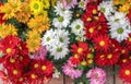 Colorful chrysanthemum or daisies