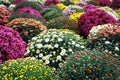 Colorful chrysanthemum flower