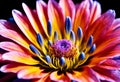 Colorful chrysanthemum flower on black background close up.