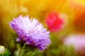 Colorful chrysanthemum flower macro shot. Chrysanthemum yellow, red, purple color flower background Royalty Free Stock Photo