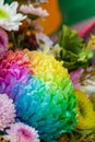 Colorful Chrysanthemum Flower. Chrysanthemum Rainbow Flower, Flower arrangement